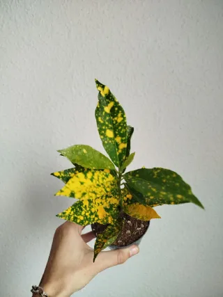 Planta Crotón Codiaeum Variegatum