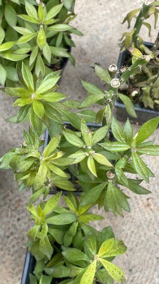 Pereskia plantas