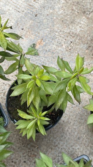 Pereskia plantas
