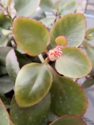 Planta Crassula con flor roja