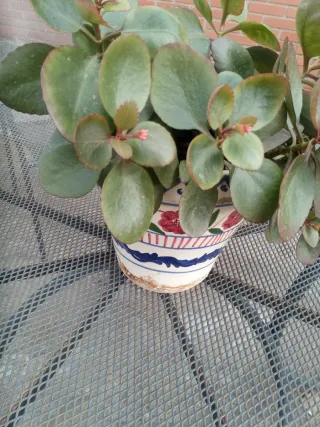 Planta Crassula con flor roja