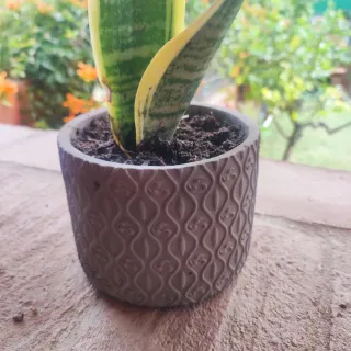 Planta Sansevieria con maceta