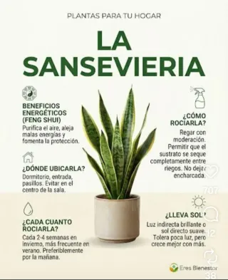 Planta Sansevieria con maceta