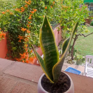 Planta Sansevieria con maceta blanca
