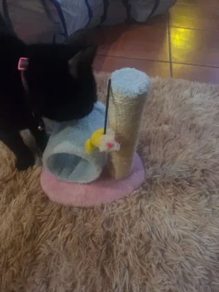 Tiragraffi per gatti con piccolo tunnel