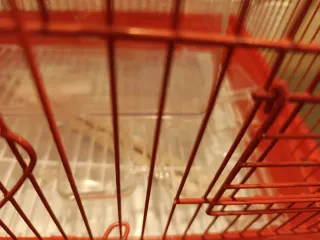 Jaula para pájaros roja y transportín