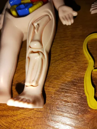 El cuerpo humano coloca y distingue sus órganos 2€