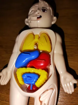 El cuerpo humano coloca y distingue sus órganos 2€