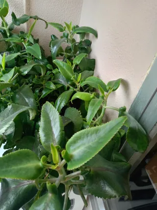 Hojas Kalanchoe Daigremontiana Frescas