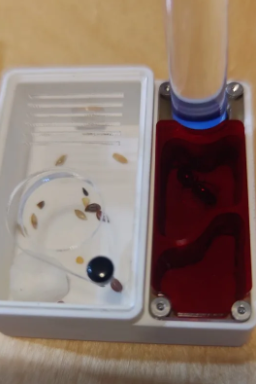 Hormiguero pequeño con zona de forrajeo