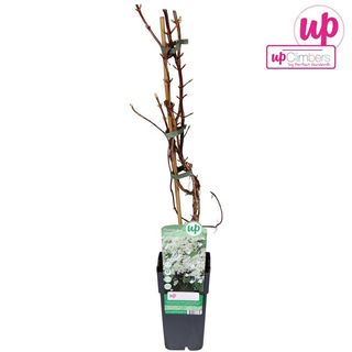 Hydrangea petiolaris planta trepadora Ø15