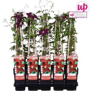 Clematis NIOBE planta trepadora exterior Ø15