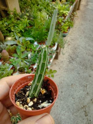Senecio stapeliformis colgante planta 5 cm
