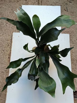 Platycerium bifurcatum Helecho Raro, plantas