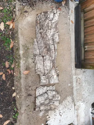 Lote de corcho patricia