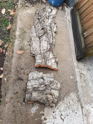 Lote de corcho patricia