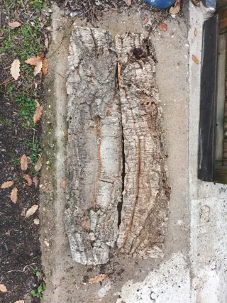 Lote de corcho patricia