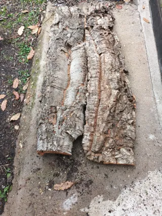 Lote de corcho patricia