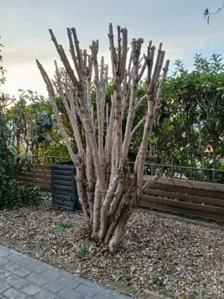 Jardinero particular