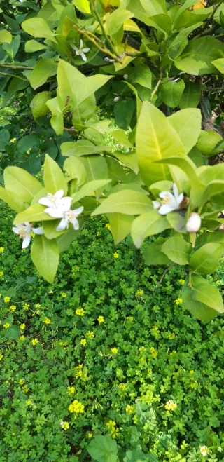 Intercambio Francés-Español