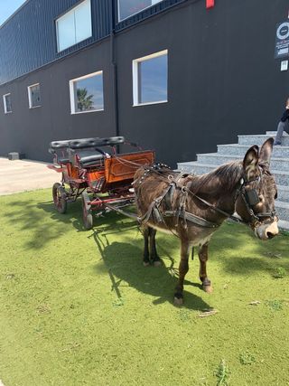 Carro de caballos tronco/linonera