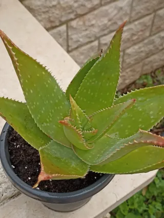 Aloe arborescens