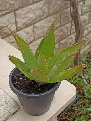 Aloe arborescens