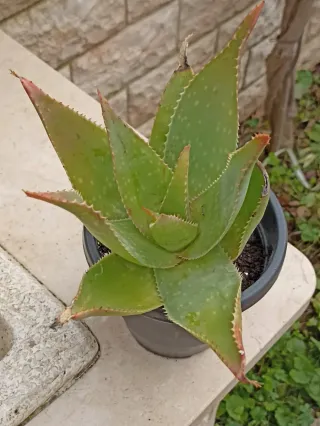 Aloe arborescens