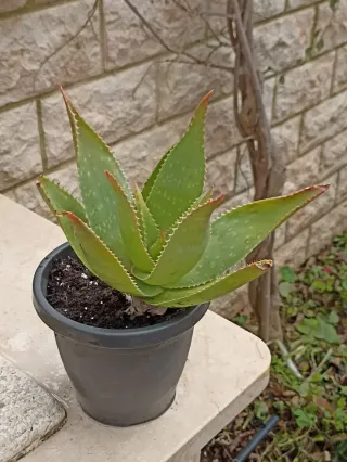 Aloe arborescens