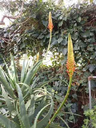 Aloe arborescens