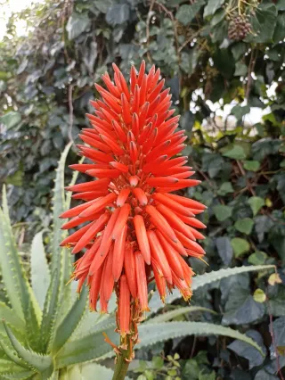Aloe arborescens