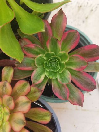 Conjunto 4 Plantas Aeonium