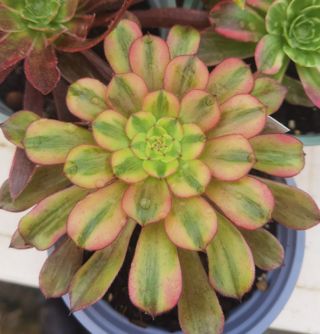 Conjunto 4 Plantas Aeonium