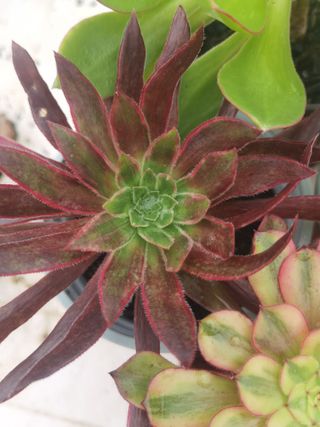 Conjunto 4 Plantas Aeonium