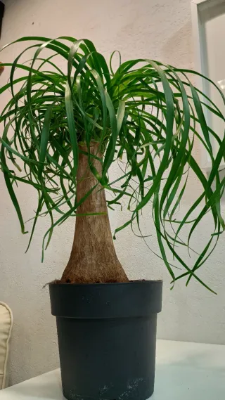 Planta Pata de Elefante Interior