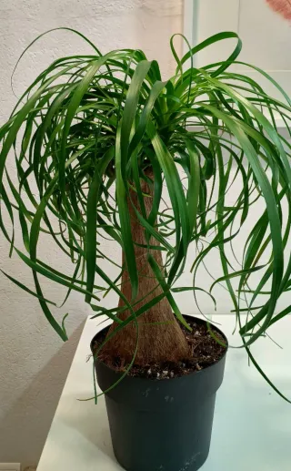 Planta Pata de Elefante Interior