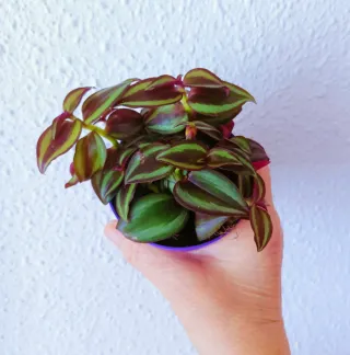 Tradescantia Morada - Planta