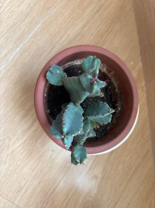 Planta cactus en maceta