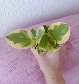 Peperomia Obtipan Bicolor Planta