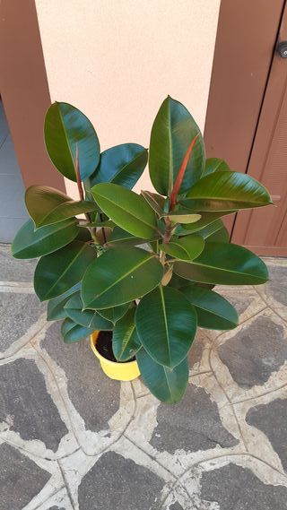 Ficus in vaso