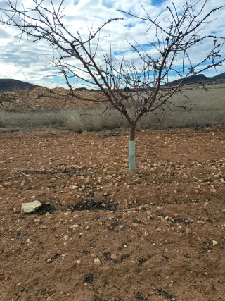 Árboles de almendro