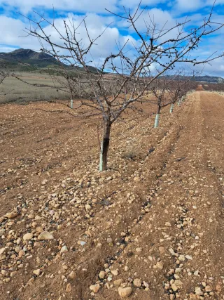 Árboles de almendro