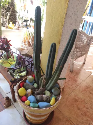 Macetero con cactus y piedras decorativas