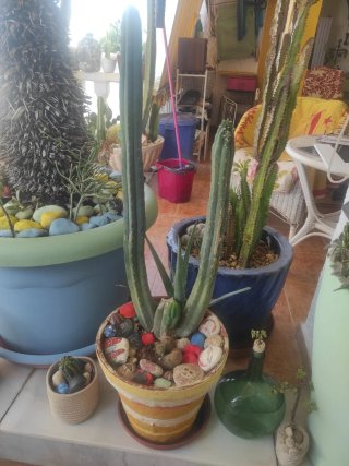 Macetero con cactus y piedras decorativas