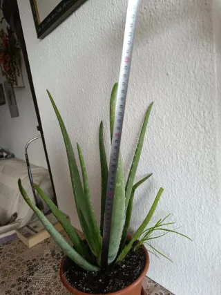 Planta Aloe Vera