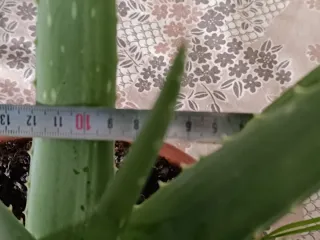 Planta Aloe Vera