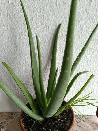 Planta Aloe Vera