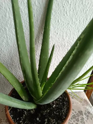 Planta Aloe Vera