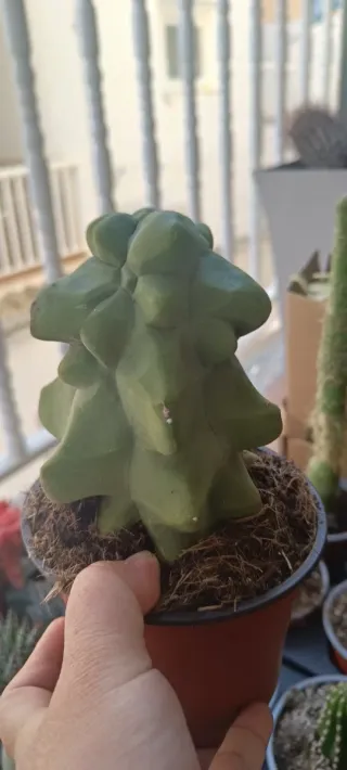 Lophocereus Schottii Cactus