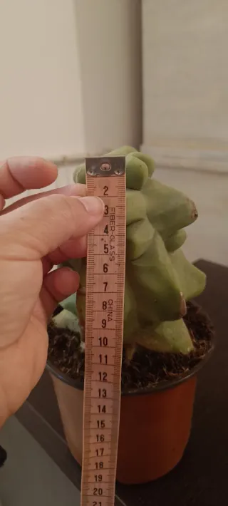 Lophocereus Schottii Cactus